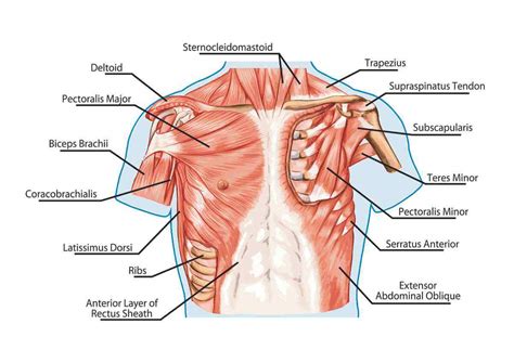 Pectoral Muscles