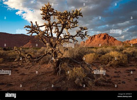 Gnarly, desert tree along hiking trail through Snow Canyon, behind the ...