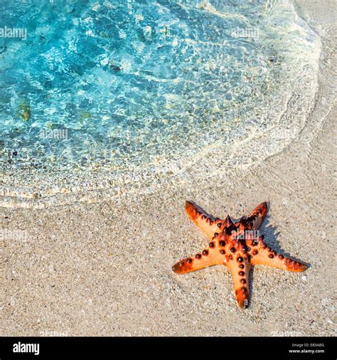 Starfish on the beach, Beitung Island, Indonesia Stock Photo - Alamy