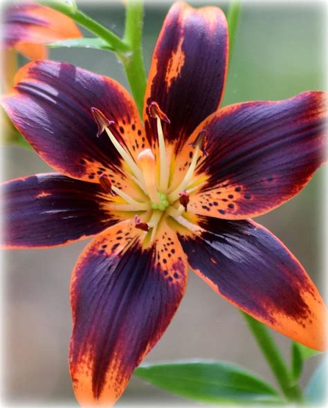 Black Orange Tiger Lily Photograph by Sheri McLeroy