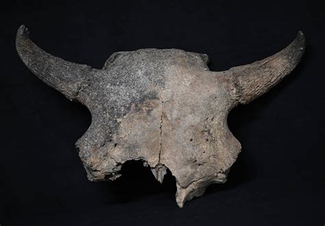 23" American Bison Skull Found In Southwest Iowa Auction