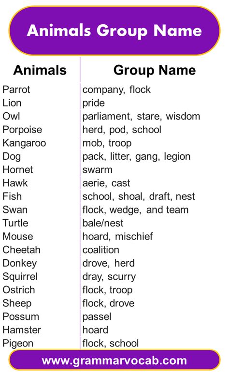 Animals And Their Groups Vocabulary Sorting Cards With Photographs ...