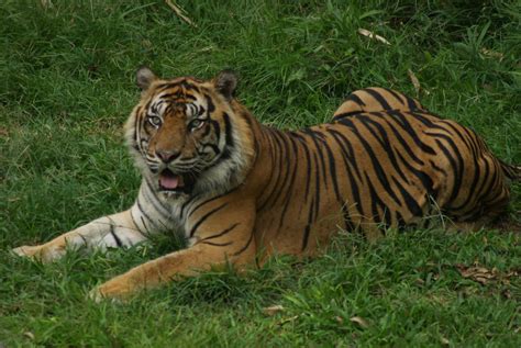 Harimau Sumatera #1 | Harimau Sumatra (Panthera tigris sumat… | Flickr