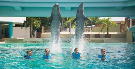 Nado con delfines en Cancún | Acuario Interactivo de Cancún