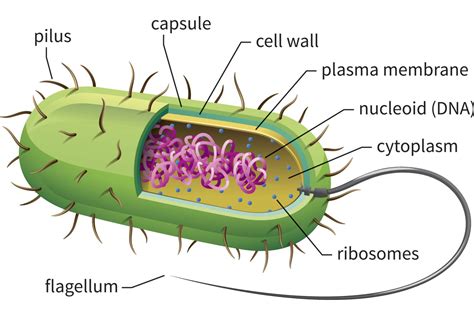 Bacterial Cell Model Labeled