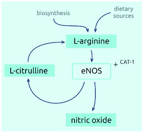 Synthesis of nitric oxide from L-arginine. | Download Scientific Diagram