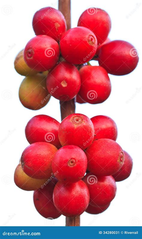 Coffee seeds stock image. Image of closeup, agriculture - 34280031