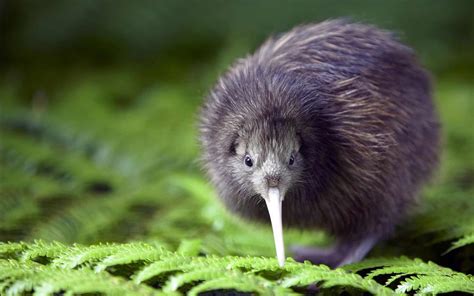 New Zealand issues its annual gold and silver Kiwi bird coins - AgAuNEWS