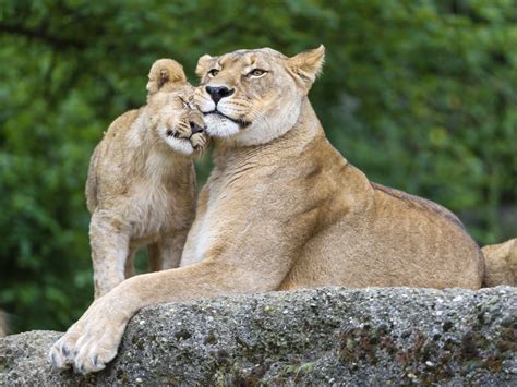 big, Cats, Lions, Cubs, Stones, Two, Animals, Lion, Cub, Baby, Love ...