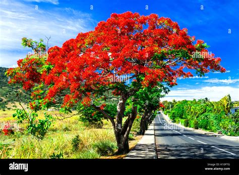 Bel arbre exotique avec des fleurs rouge flamboyant. île Maurice Photo ...