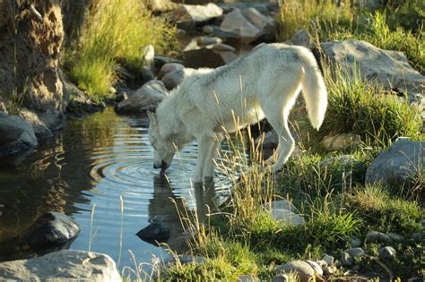 17 Best images about Wildlife around Big Sky on Pinterest | Interesting ...