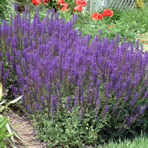 Salvia nemorosa 'May Night' | Stonehouse Nursery