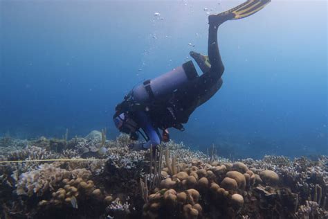 Increased Sea Temperatures Cause Coral Bleaching on Colombia's Coast ...