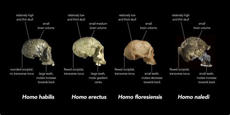 The Frequently Overlooked Geological Context of Hominid Fossils ...