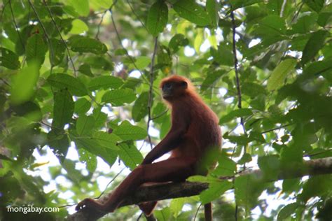 Borneo monkeys lose a tenth of their habitat in a decade