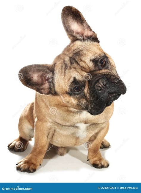 Lovely Beige French Bulldog Looking Stock Image - Image of bulldogs ...