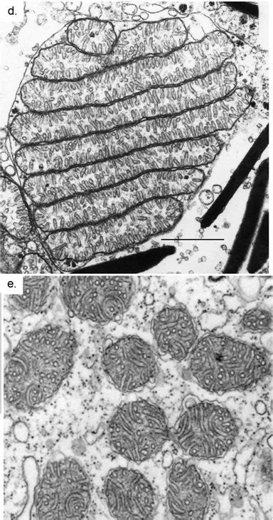 Transmission electron micrographs of mitochondria, site of ATP ...