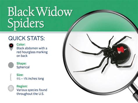 +10 How To Identify A Black Widow Spider Bite 2022