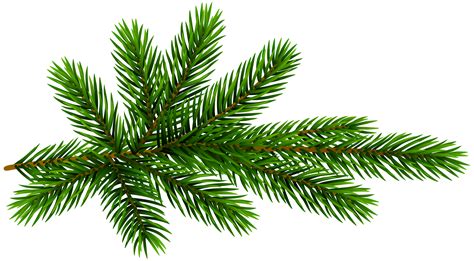 spruce branch clipart 10 free Cliparts | Download images on Clipground 2024