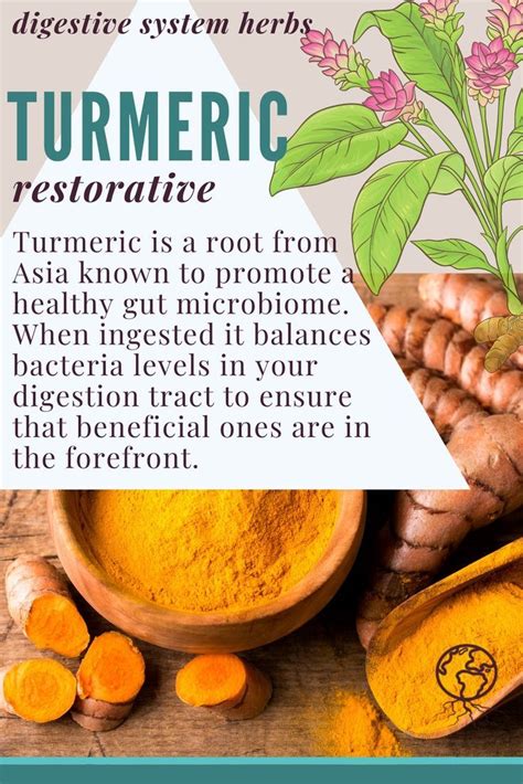 Turmeric | Herbs for Digestive Health | Turmeric herb, Healthy ...