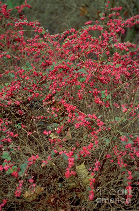 Symphoricarpos Orbiculatus Photograph by Mike Comb/science Photo ...