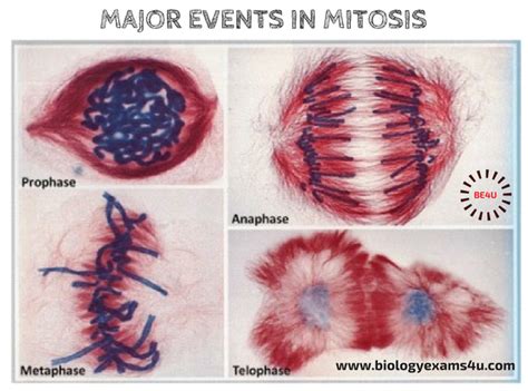 Major Events in Mitosis ~ Biology Exams 4 U