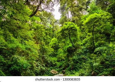 Top 124+ Tropical evergreen forest animals with their names ...