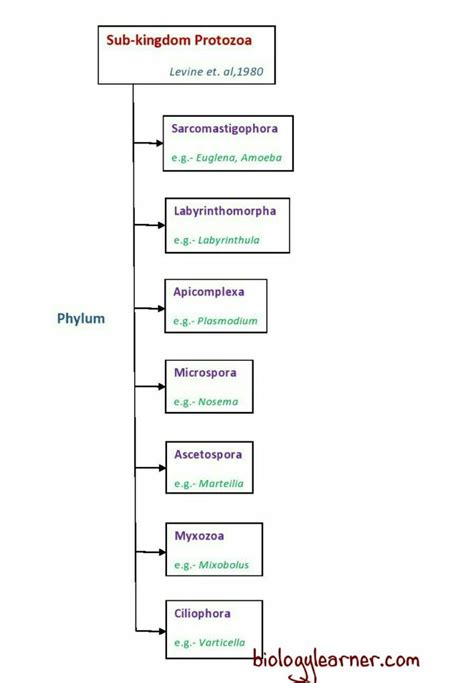 Protozoa: Definition, Characteristics, Classification