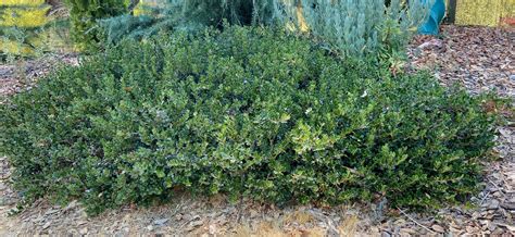 Arctostaphylos ‘Emerald Carpet’ – CNPS El Dorado Chapter | Plant Sale