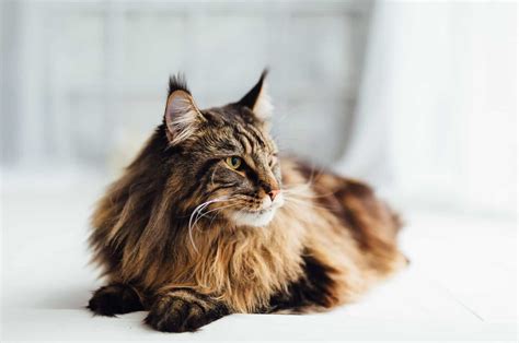 7 Worst Cats For People With Allergies