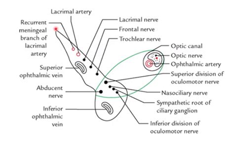 Superior Orbital Fissure (SOF): Mnemonics | Epomedicine