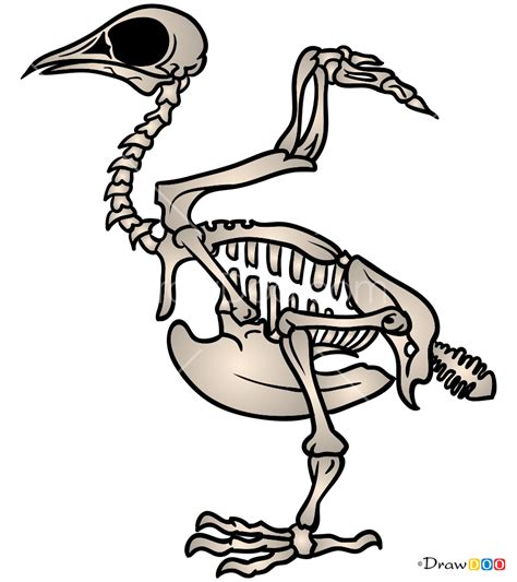 How to Draw Bird Skeleton, Skeletons