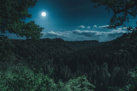 2560x1700 Dark Night Forest View 5k Chromebook Pixel HD 4k Wallpapers ...