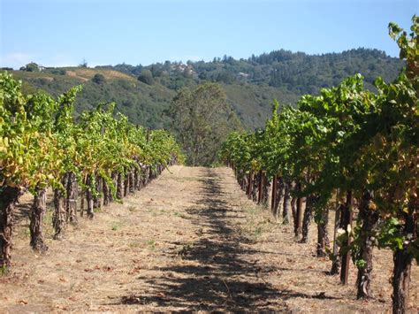 The Sommelier Update: A Trip to the Santa Cruz Mountains - Part 1