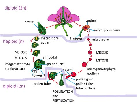 Biology - 9780134226460 - Exercise 1 | Quizlet