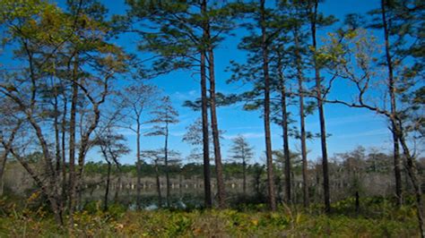 Apalachicola National Forest - Visit Natural North Florida