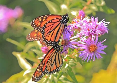 Butterfly garden ideas 🦋 🌸 Creating a colorful paradise