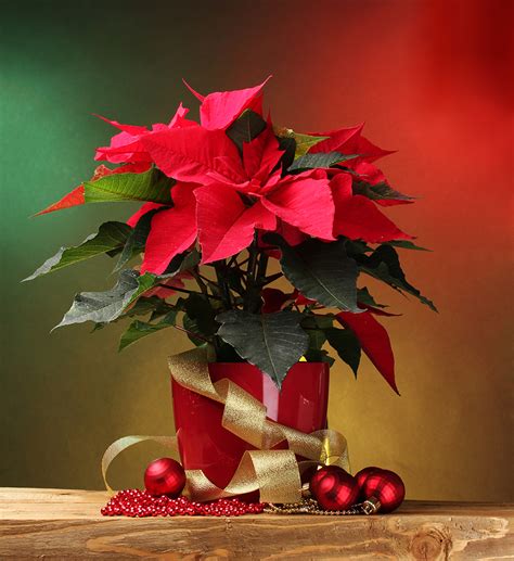 Poinsettias: Picking the Best | Pollen Nation