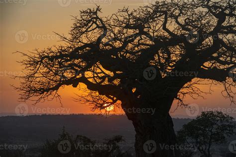 Baobab Tree in Sunset, Tanzania 3967591 Stock Photo at Vecteezy