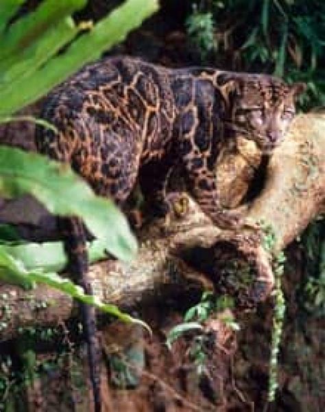 Rainforest leopard a new species, scientists say | CBC News