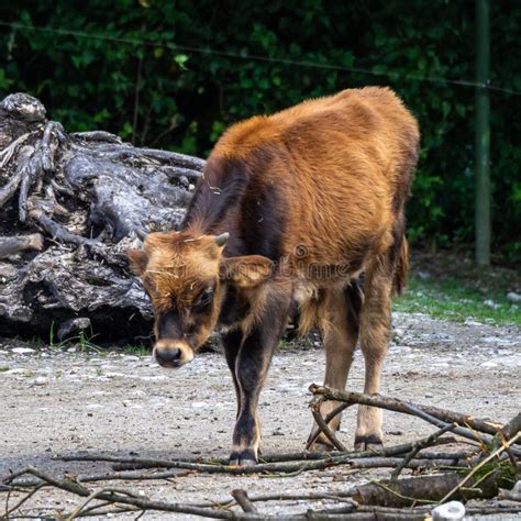 Heck Cattle, Bos Primigenius Taurus or Aurochs in the Zoo Stock Photo ...