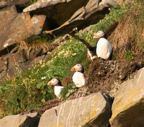 A life at the shoreline. .. by Jeff Copner : Puffins of The Cliffs of Moher