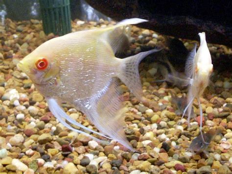 Albino Pearlscale Angelfish Red Eye Pictures | Exotic Tropical ...