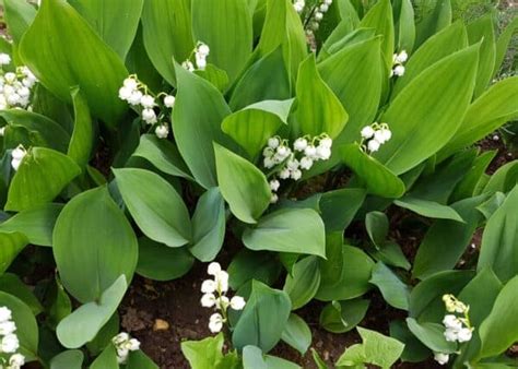 Lily of the Valley 🍃🔔 Delicate bells of spring's embrace