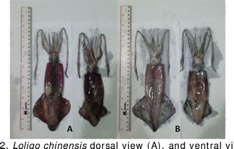 Figure 2 from Length-weight relationships of squid Loligo chinensis in ...