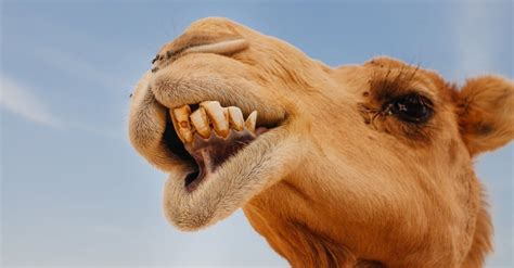 Camel Teeth: Everything You Need to Know - IMP WORLD