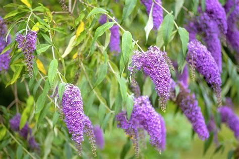 Pruning Buddleias – Butterfly Bushes – When & How To Prune | Garden Yard