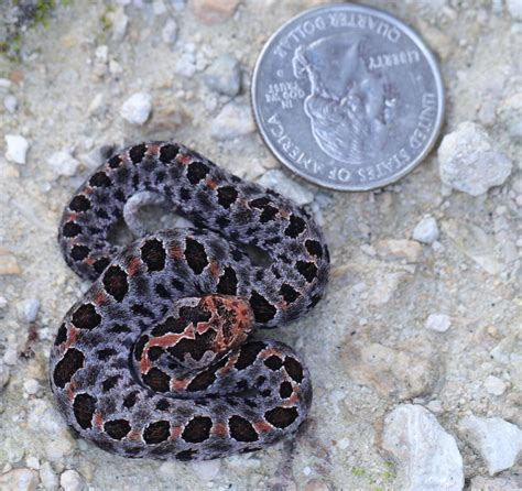 Smallest Venomous Snake I will ever see, Baby Pygmy Rattlesnake : r/snakes