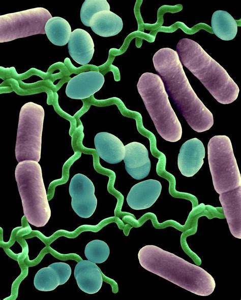 Three Common Types Of Bacterial Morphology Photograph By Dennis Kunkel 5A0