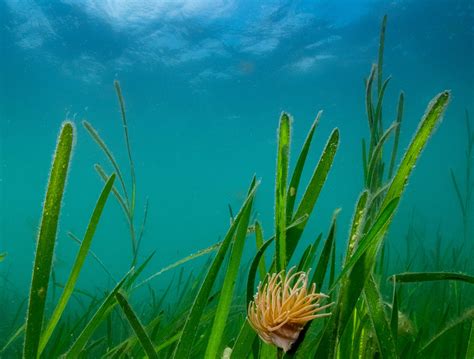 Seagrass: A Swimmer's Guide – Outdoor Swimming Society Outdoor Swimming ...